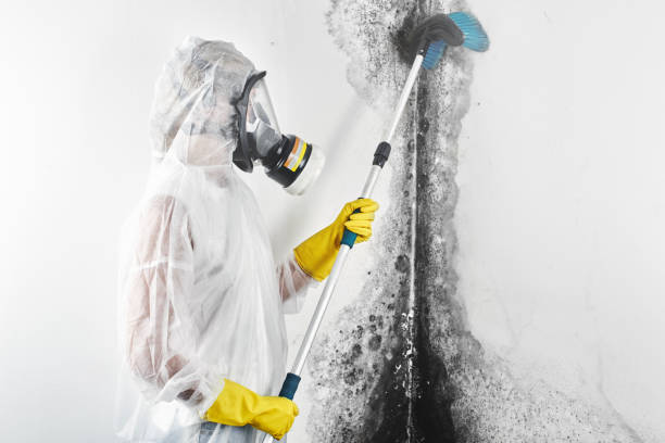 Best Emergency Mold Remediation  in London, KY