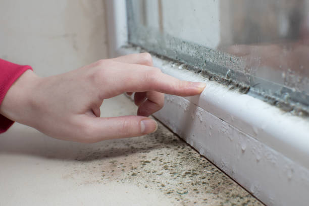 Best Mold Prevention Services  in London, KY