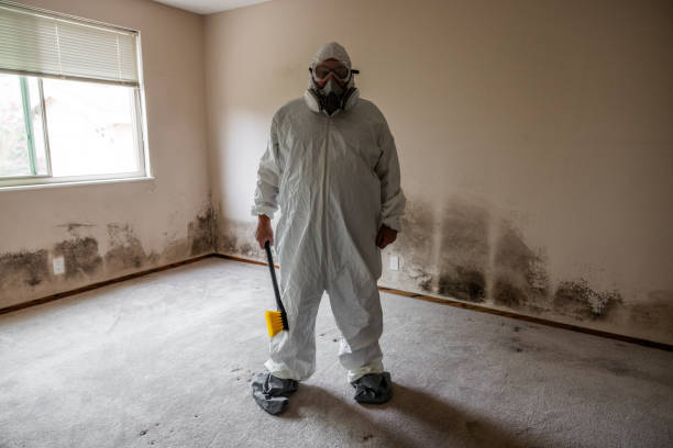 Best Attic Mold Removal  in London, KY